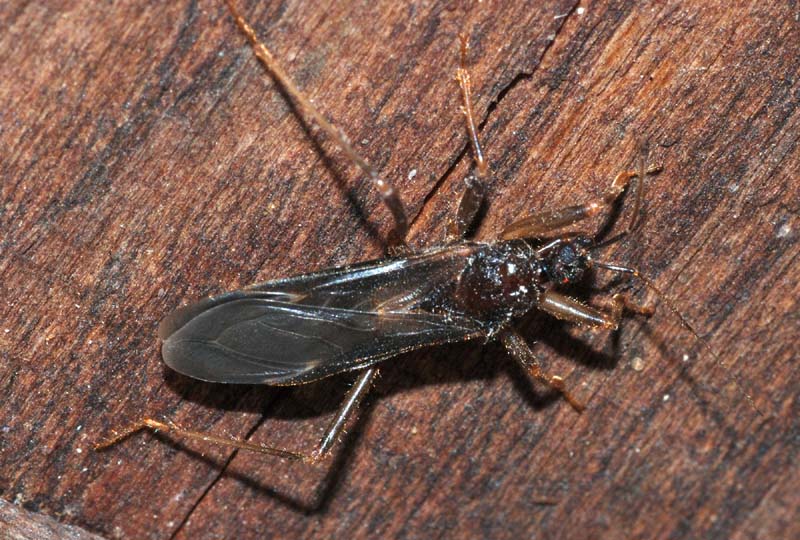 Reduviidae: Reduvius personatus, m.& f., dell''Emilia (RE)